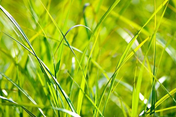 6 Tipps für die Rasenpflege im Frühling